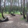 Krzywy Las（クシュヴィラス）、ポーランドの歪んだ木を求めて・・・